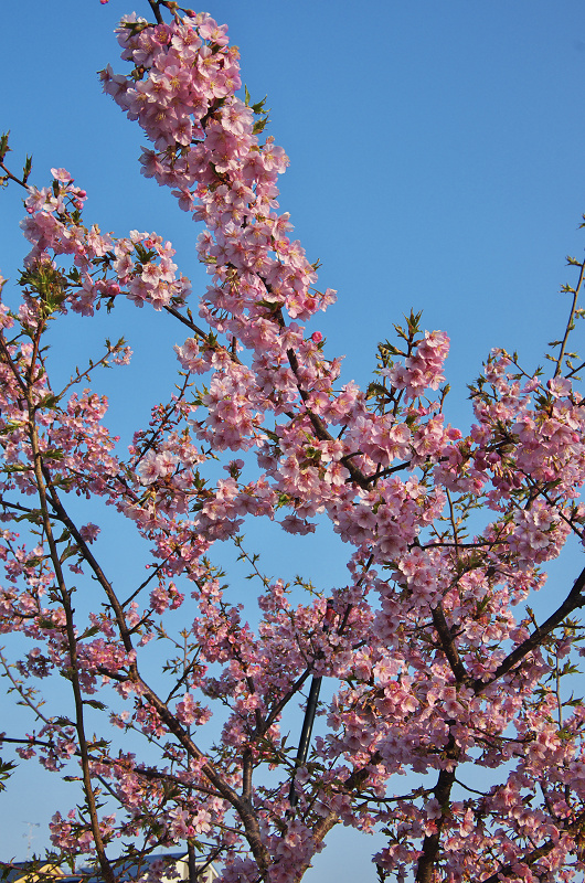 淀水路の河津桜_f0155048_16201489.jpg