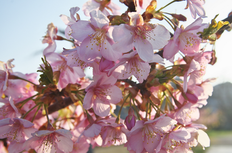 淀水路の河津桜_f0155048_16202613.jpg