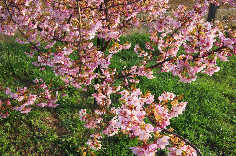 淀水路の河津桜_f0155048_16203866.jpg