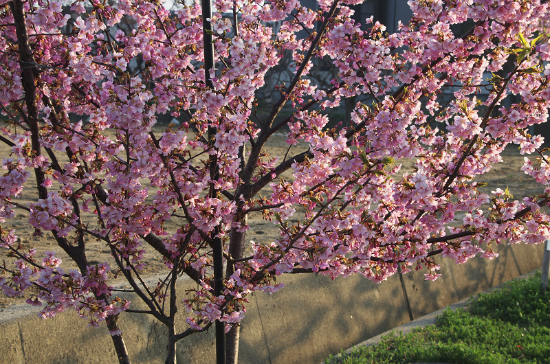 淀水路の河津桜_f0155048_1620465.jpg