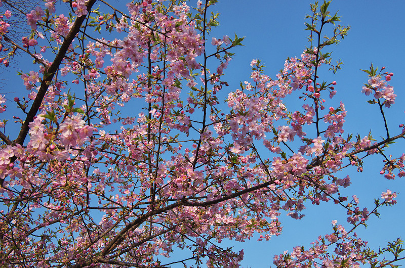淀水路の河津桜_f0155048_16205481.jpg