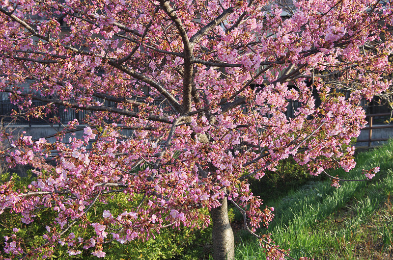 淀水路の河津桜_f0155048_16213915.jpg