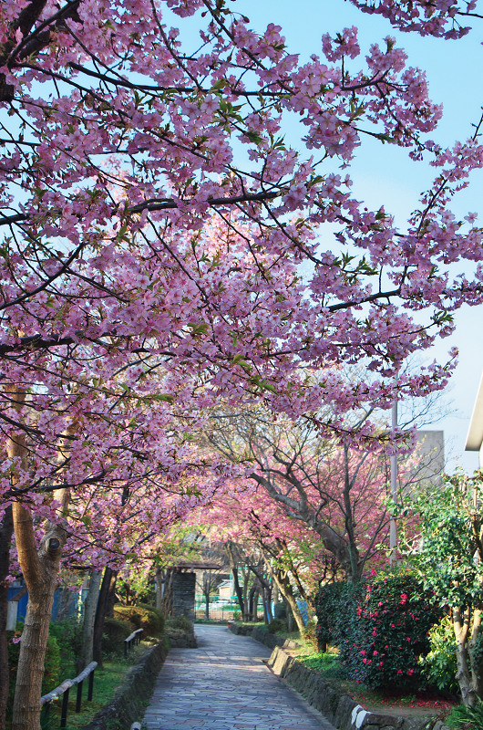 淀水路の河津桜_f0155048_1622359.jpg