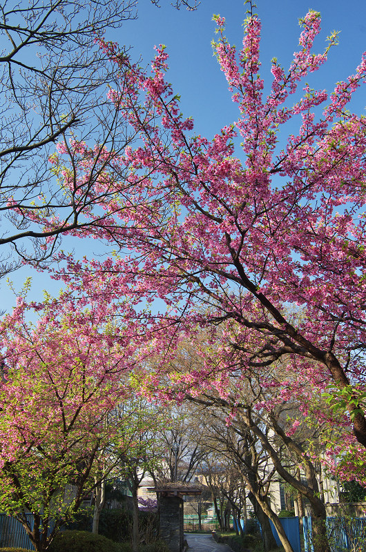 淀水路の河津桜_f0155048_16224091.jpg