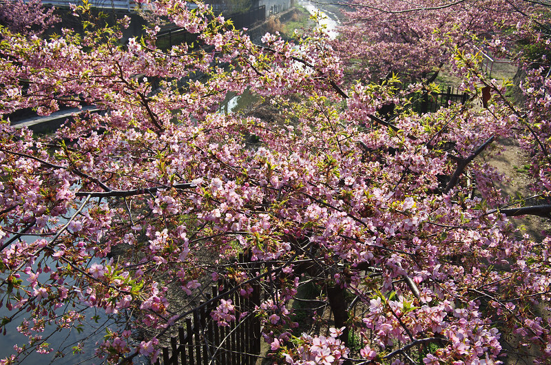 淀水路の河津桜_f0155048_16233722.jpg