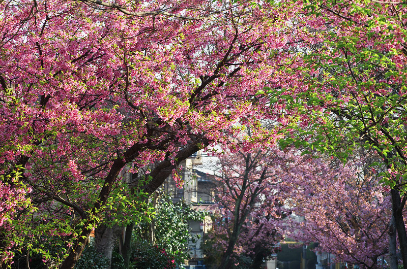 淀水路の河津桜_f0155048_1623682.jpg