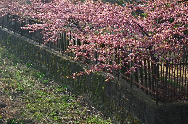淀水路の河津桜_f0155048_1624978.jpg