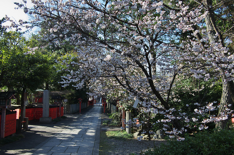 唐実桜咲く車折神社_f0155048_16485763.jpg