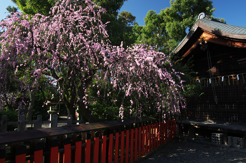 唐実桜咲く車折神社_f0155048_16501360.jpg