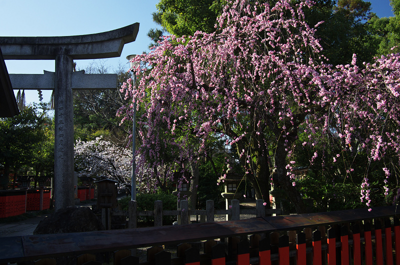 唐実桜咲く車折神社_f0155048_16501933.jpg