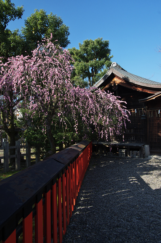 唐実桜咲く車折神社_f0155048_16502171.jpg