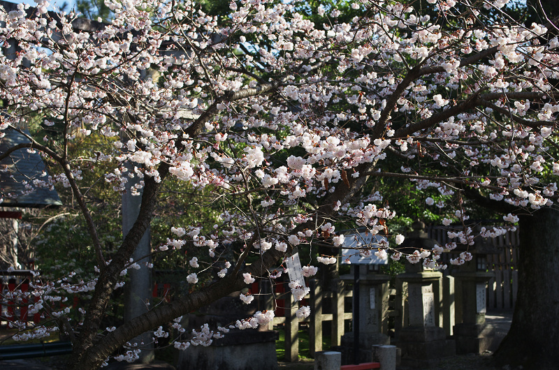 唐実桜咲く車折神社_f0155048_1651060.jpg