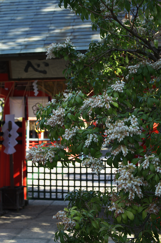 唐実桜咲く車折神社_f0155048_16512372.jpg