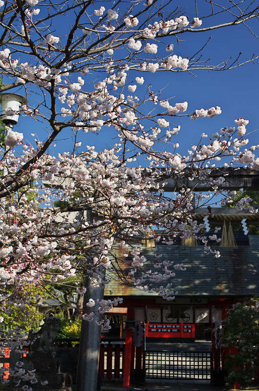 唐実桜咲く車折神社_f0155048_16514168.jpg