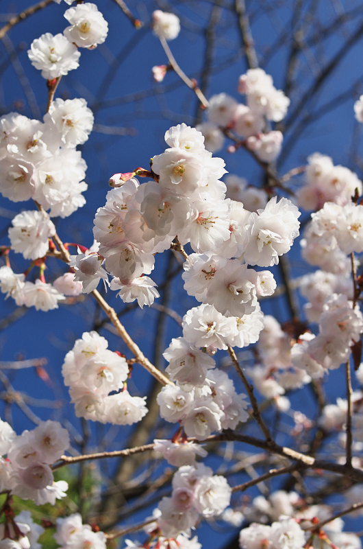 唐実桜咲く車折神社_f0155048_16514365.jpg