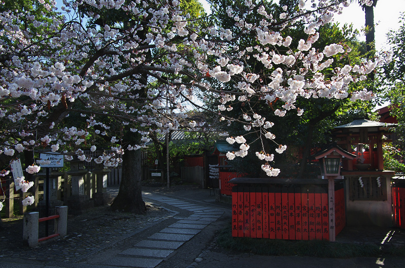 唐実桜咲く車折神社_f0155048_16522858.jpg