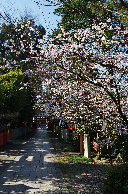 唐実桜咲く車折神社_f0155048_16531817.jpg