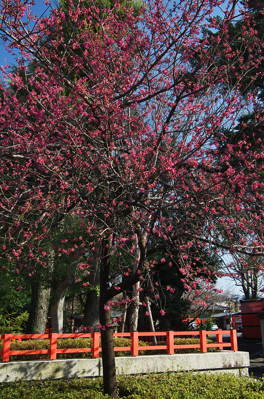 唐実桜咲く車折神社_f0155048_16532435.jpg