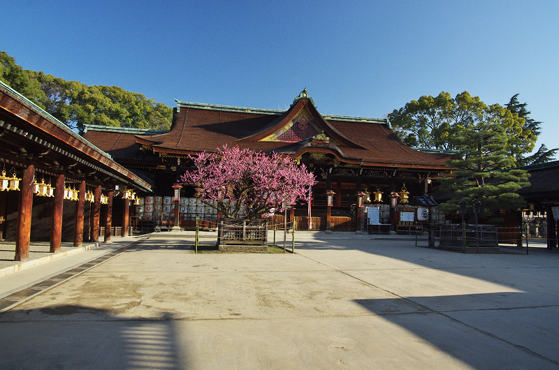北野天満宮・社殿前の紅梅_f0155048_18302828.jpg