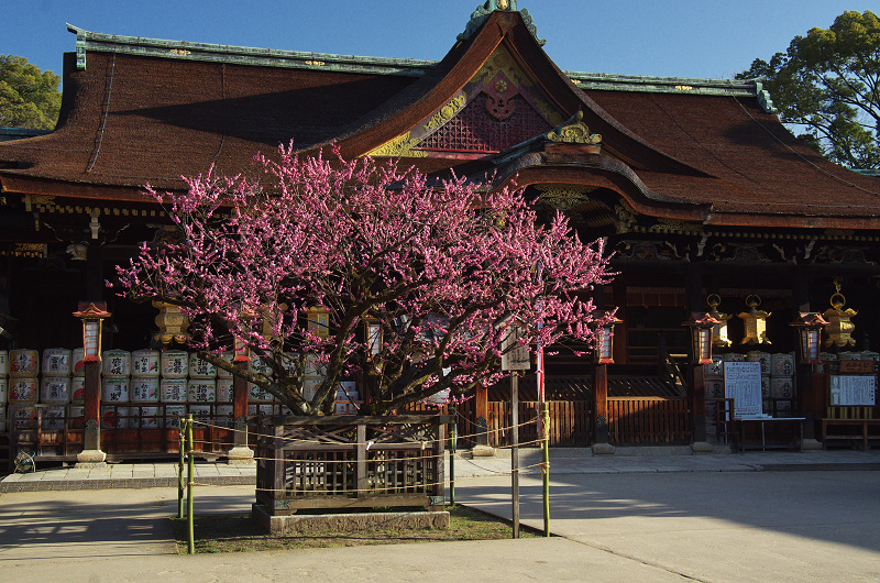 北野天満宮・社殿前の紅梅_f0155048_18332923.jpg