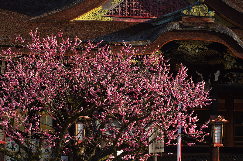 北野天満宮・社殿前の紅梅_f0155048_18341956.jpg