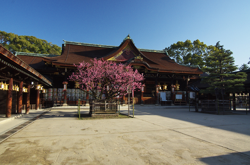 北野天満宮・社殿前の紅梅_f0155048_18344080.jpg