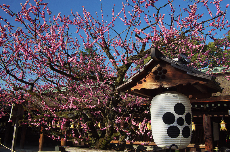 北野天満宮・社殿前の紅梅_f0155048_18345289.jpg
