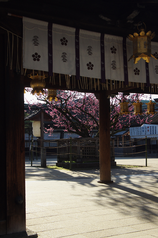 北野天満宮・社殿前の紅梅_f0155048_18355650.jpg