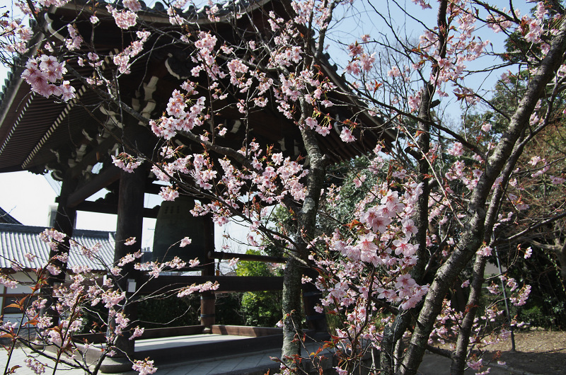 百万遍知恩寺の富士桜 花景色 K W C Photoblog