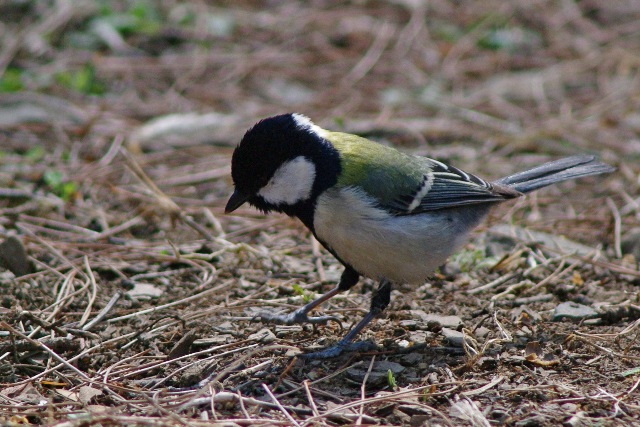 群馬の鳥（3月）_b0144049_21292950.jpg