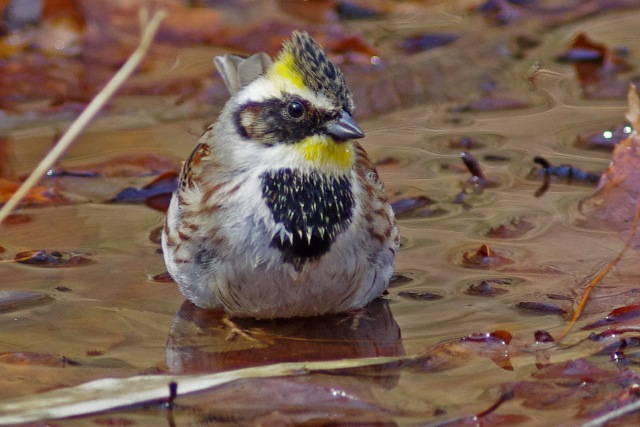 群馬の鳥（3月）_b0144049_22134232.jpg