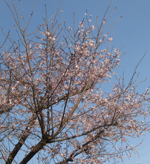 モクレンではなく、10月桜をどうぞ_b0115553_173451.jpg