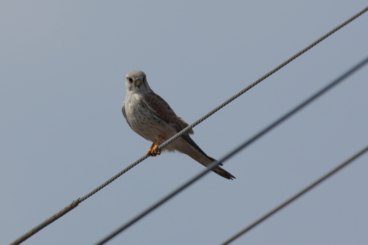 チョウセン チョウゲンボウ_f0135157_207190.jpg