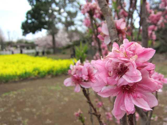 【大船フラワーセンターの春の花々】_c0042960_12144669.jpg