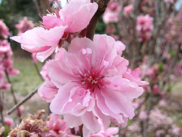 【大船フラワーセンターの春の花々】_c0042960_12145725.jpg