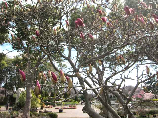 【大船フラワーセンターの春の花々】_c0042960_12153238.jpg