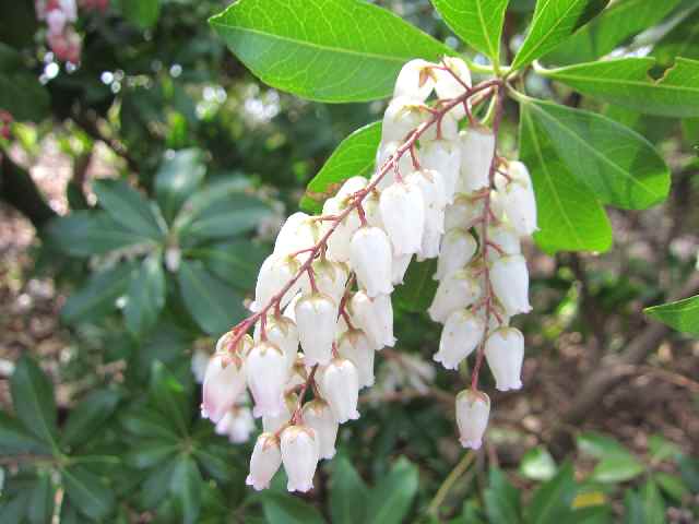 【大船フラワーセンターの春の花々】_c0042960_12154757.jpg