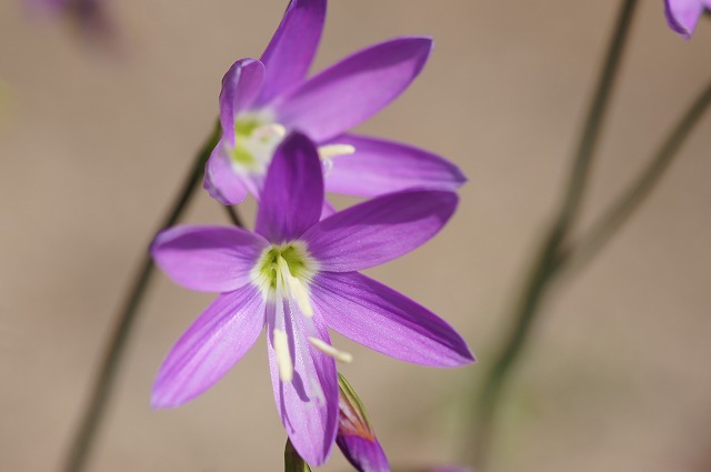 e0181373_21574925.jpg