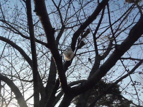 f0052277_1532193.jpg