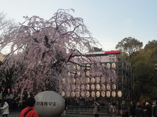 桜の季節_c0019880_14102370.jpg