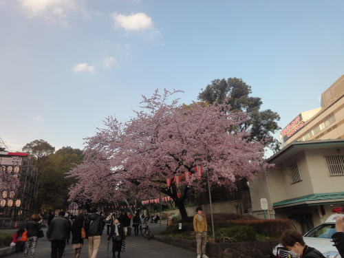 桜の季節_c0019880_1483760.jpg