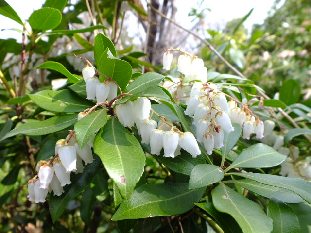 ３月１３日　大船植物園の早春の花_e0145782_8281494.jpg