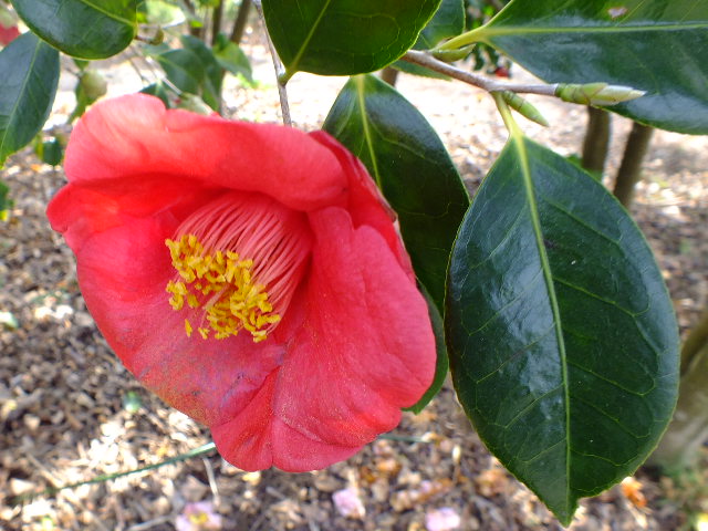 ３月１３日　大船植物園の早春の花_e0145782_8315730.jpg