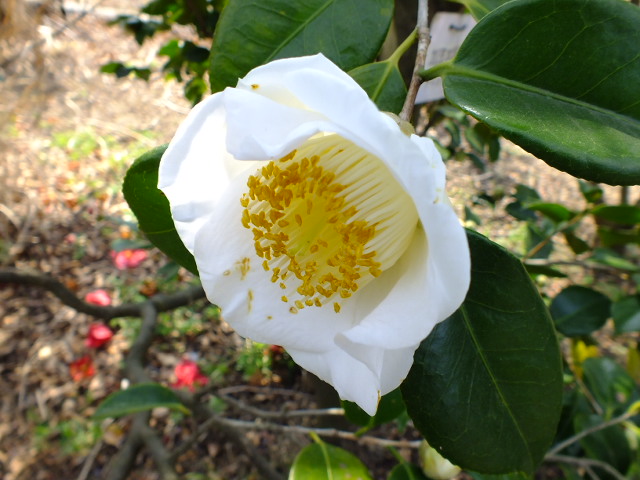 ３月１３日　大船植物園の早春の花_e0145782_8364823.jpg