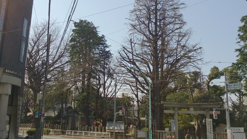 『春ですね』_a0075684_23213760.jpg