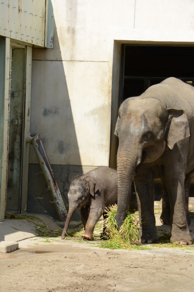 ２０１３年３月　東山動物園　アヌラの赤ちゃんお外デビュー_a0052986_749791.jpg