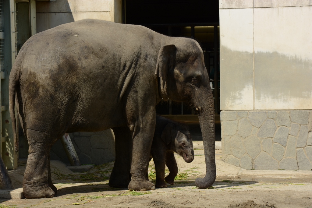 ２０１３年３月　東山動物園　アヌラの赤ちゃんお外デビュー_a0052986_7534134.jpg