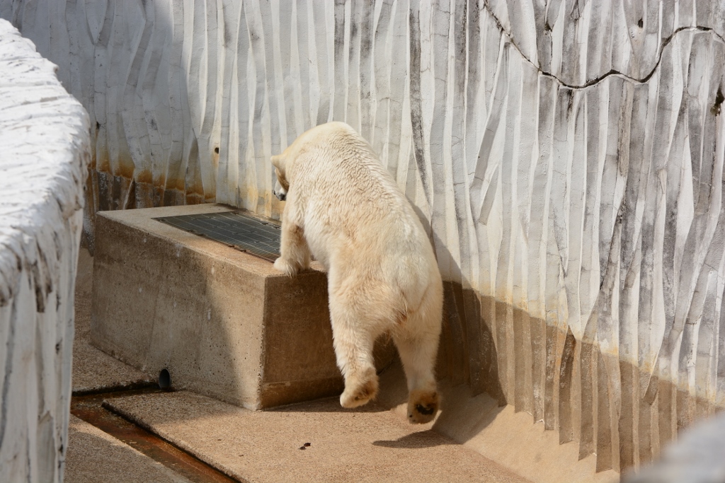 ２０１３年３月　東山動物園　アヌラの赤ちゃんお外デビュー_a0052986_8141520.jpg