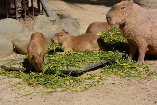 ２０１３年３月　東山動物園　アヌラの赤ちゃんお外デビュー_a0052986_855811.jpg