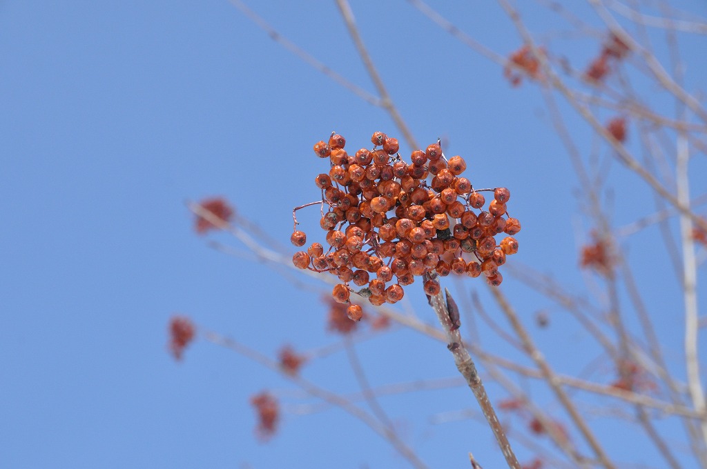 c0240388_15263436.jpg